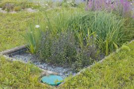 assainissement naturel par phytoépuration