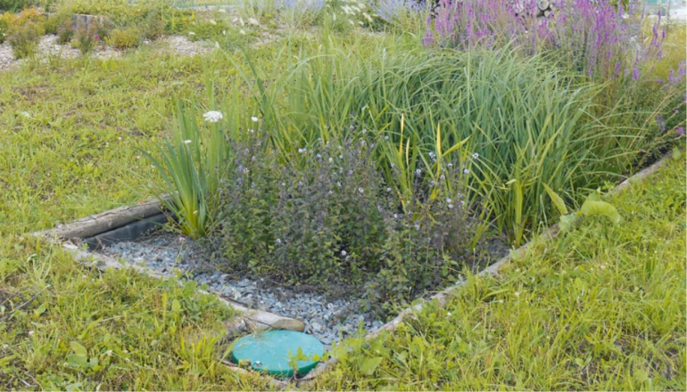 assainissement naturel par phytoépuration