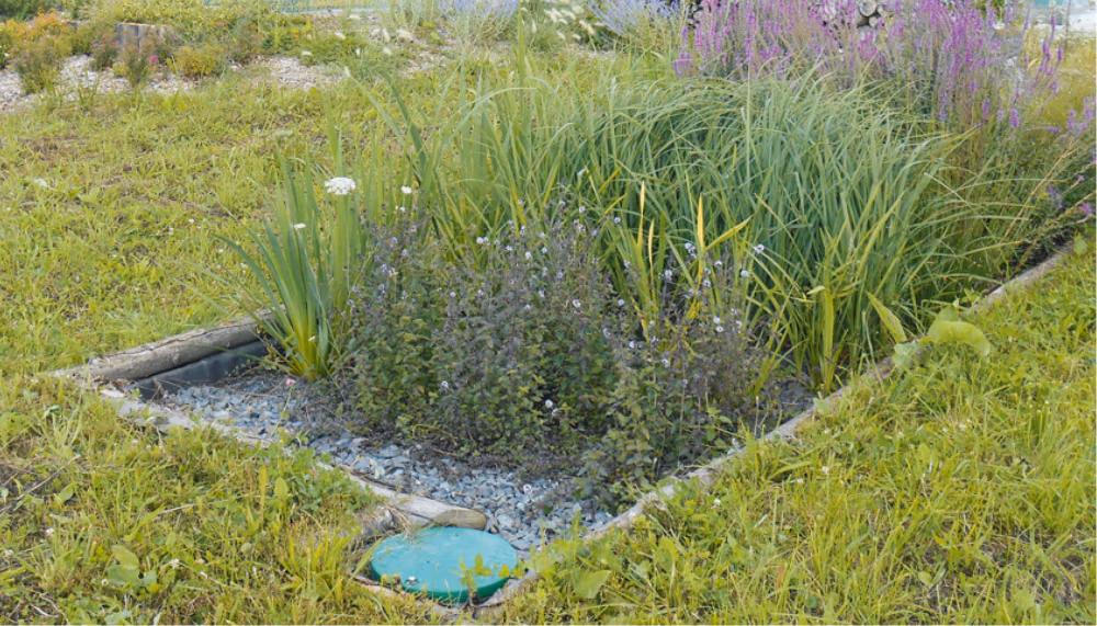 assainissement naturel par phytoépuration