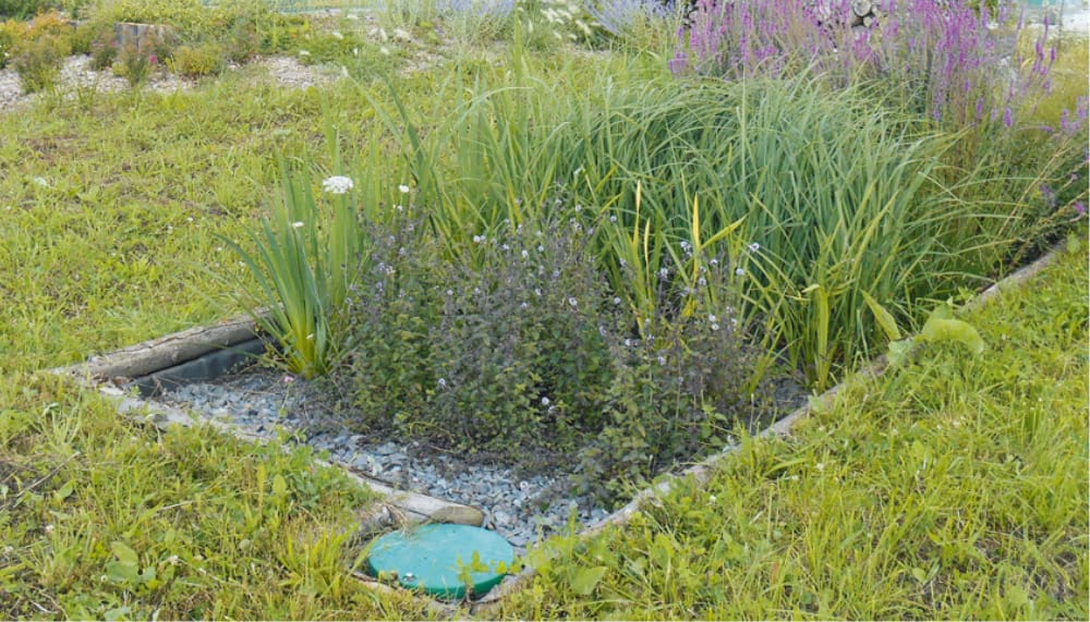 assainissement naturel par phytoépuration