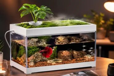 Quelle Taille D'Aquarium Pour Un Poisson Combattant ?