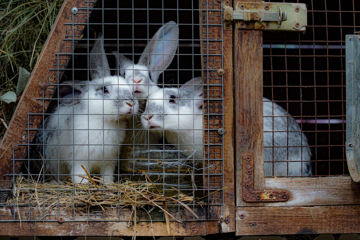 Les meilleures cages pour les lapins