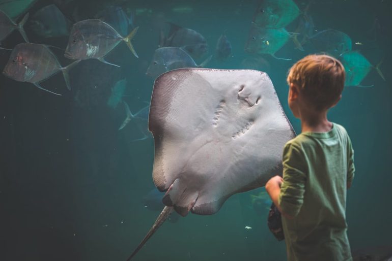 Les meilleurs aquariums